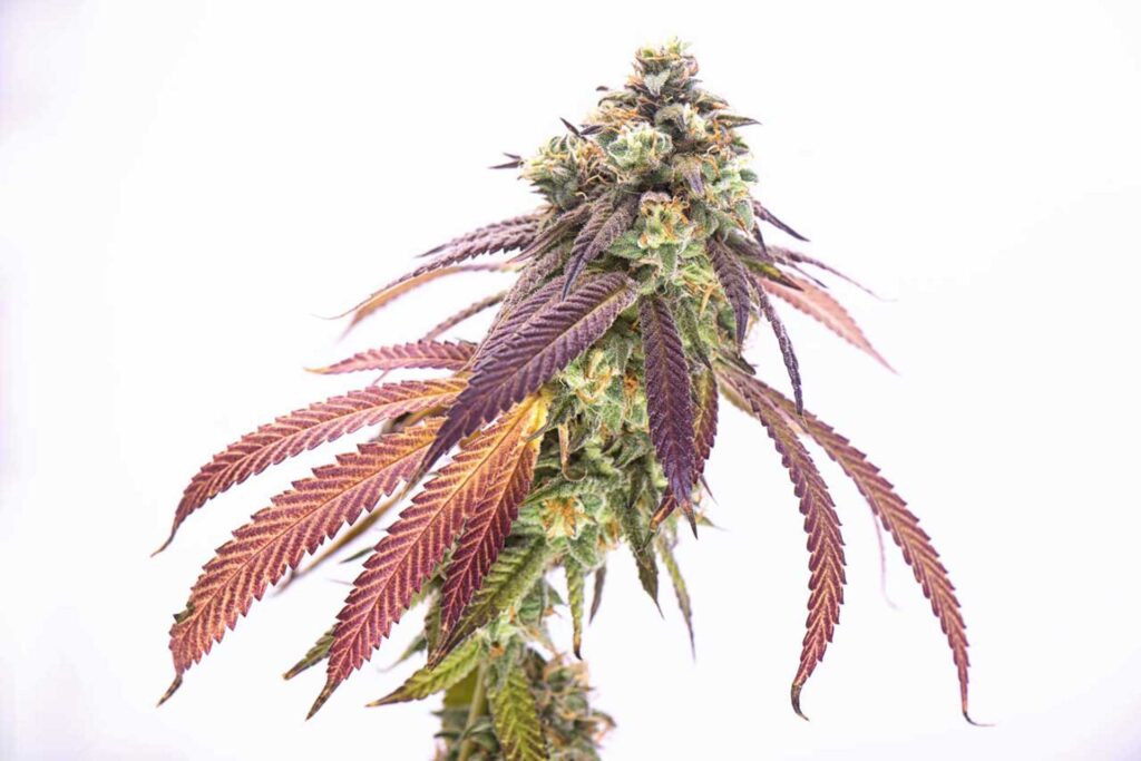 haute-health-pink-kush