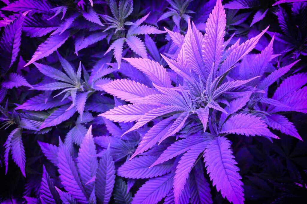 haute-health-og-kush-what-does-og-stand-for