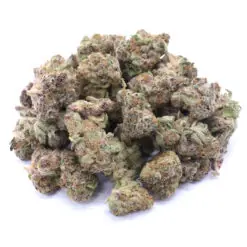 God's Green Crack Strain Small Buds - Indica Dominant Hybrid