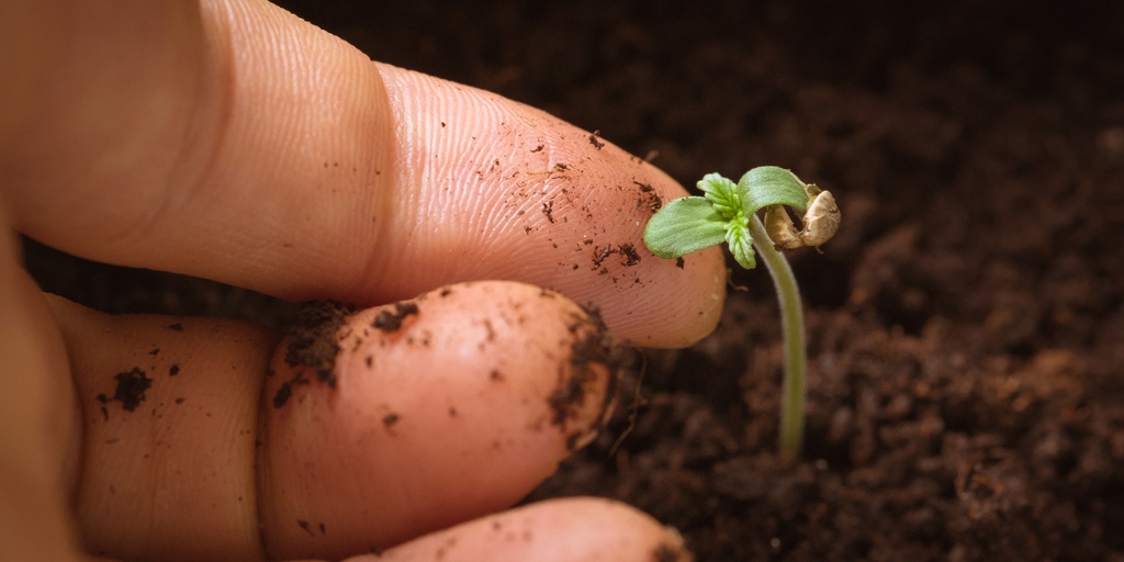 Best Weed For Beginners To Grow