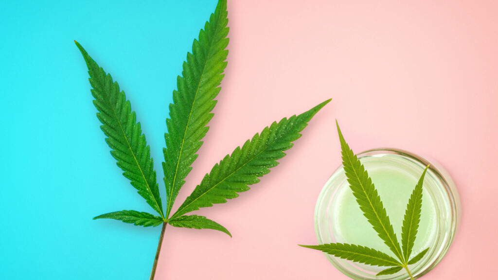 haute-health-cannabis-allergy