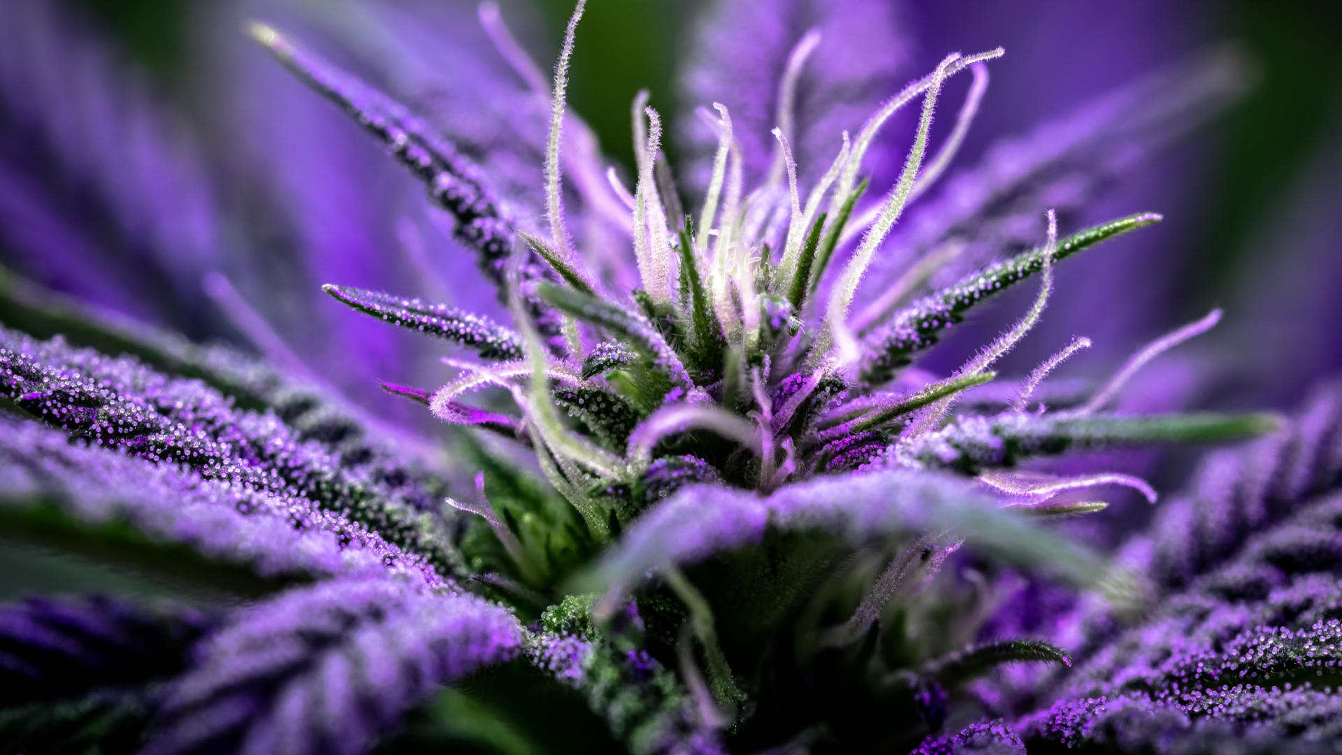 What Is Purple Weed? Why Some Weed Turns Purple