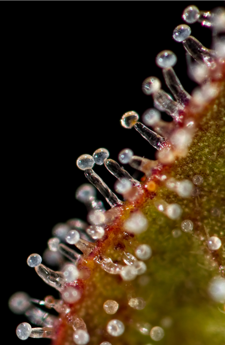 What are Marijuana Trichomes?
