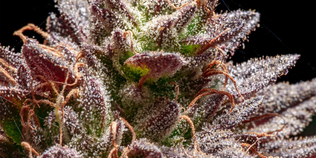 Marijuana Trichomes