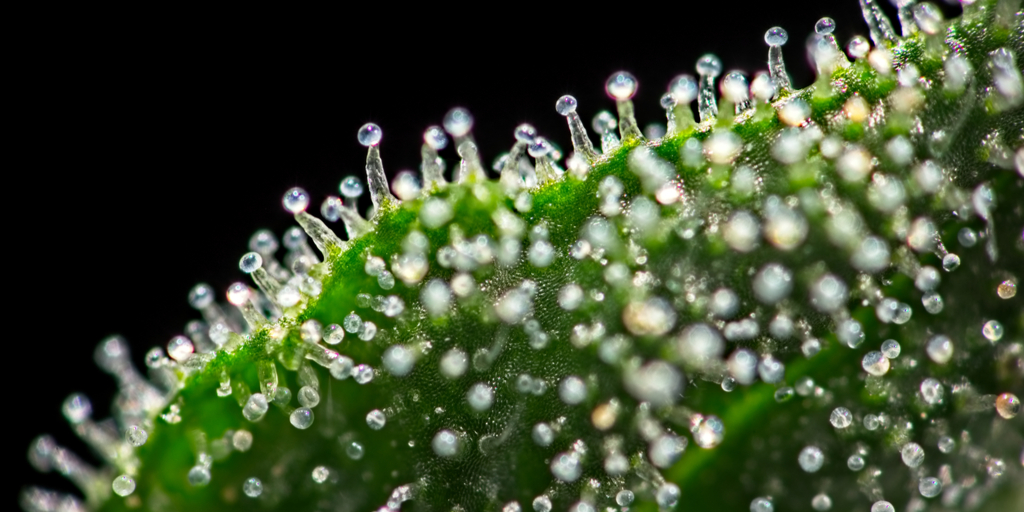 The Different Kinds of Trichomes