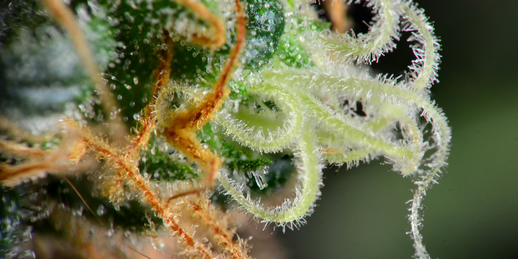Trichomes & Harvest Time