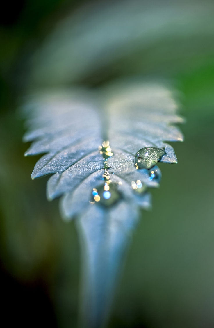 How To Water Your Weed Plants - Avoid Common Mistakes
