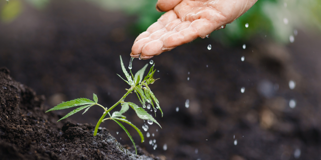 How to Water Weed
