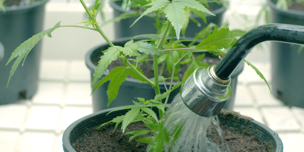 Weed Grow Problems