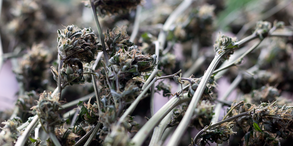 Popcorn Buds vs Shake