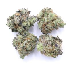 Crescendo Strain Small Buds - Sativa Dominant Hybrid Crescendo Strain Small Buds - Sativa Dominant Hybrid