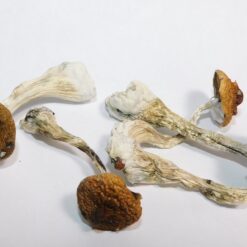 Daddy Long Legs Strain Mushrooms