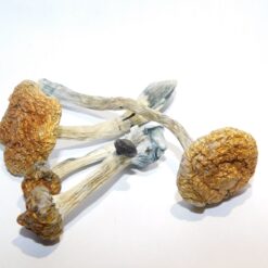 Costa Rican Strain Mushrooms