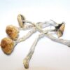 Huaulta Strain Mushrooms