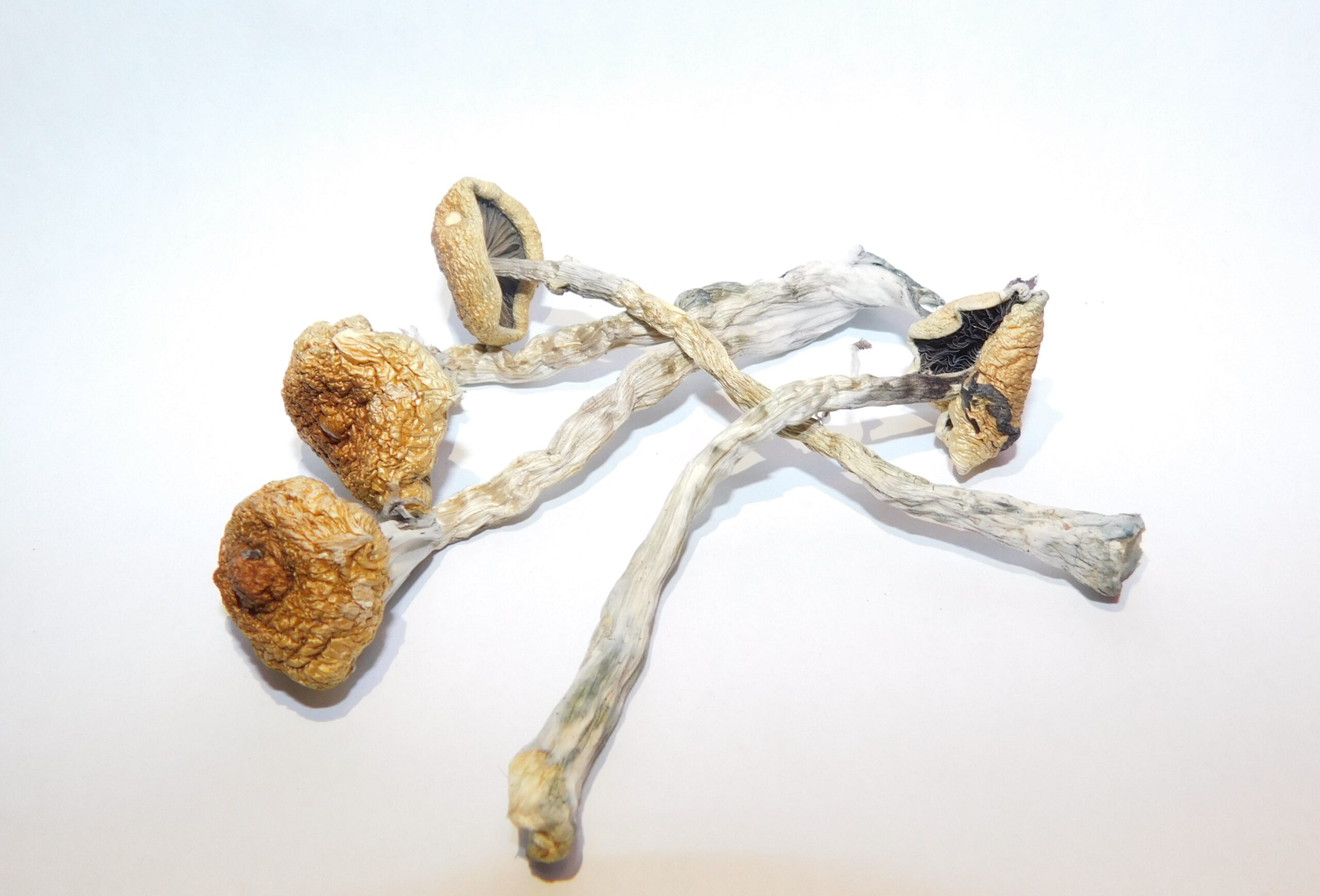 Huaulta Strain Mushrooms