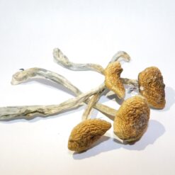 South American Strain Mushrooms South American Strain Mushrooms