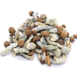 Melmac Mushrooms