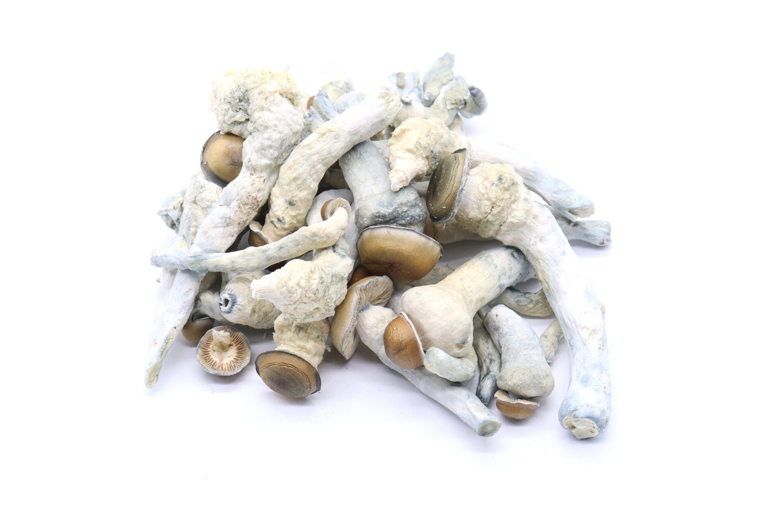 Melmac Mushrooms