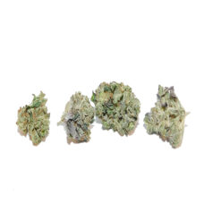 Key Lime Pie Strain - Hybrid Flower
