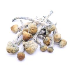 Blue Meanies Strain Mushrooms