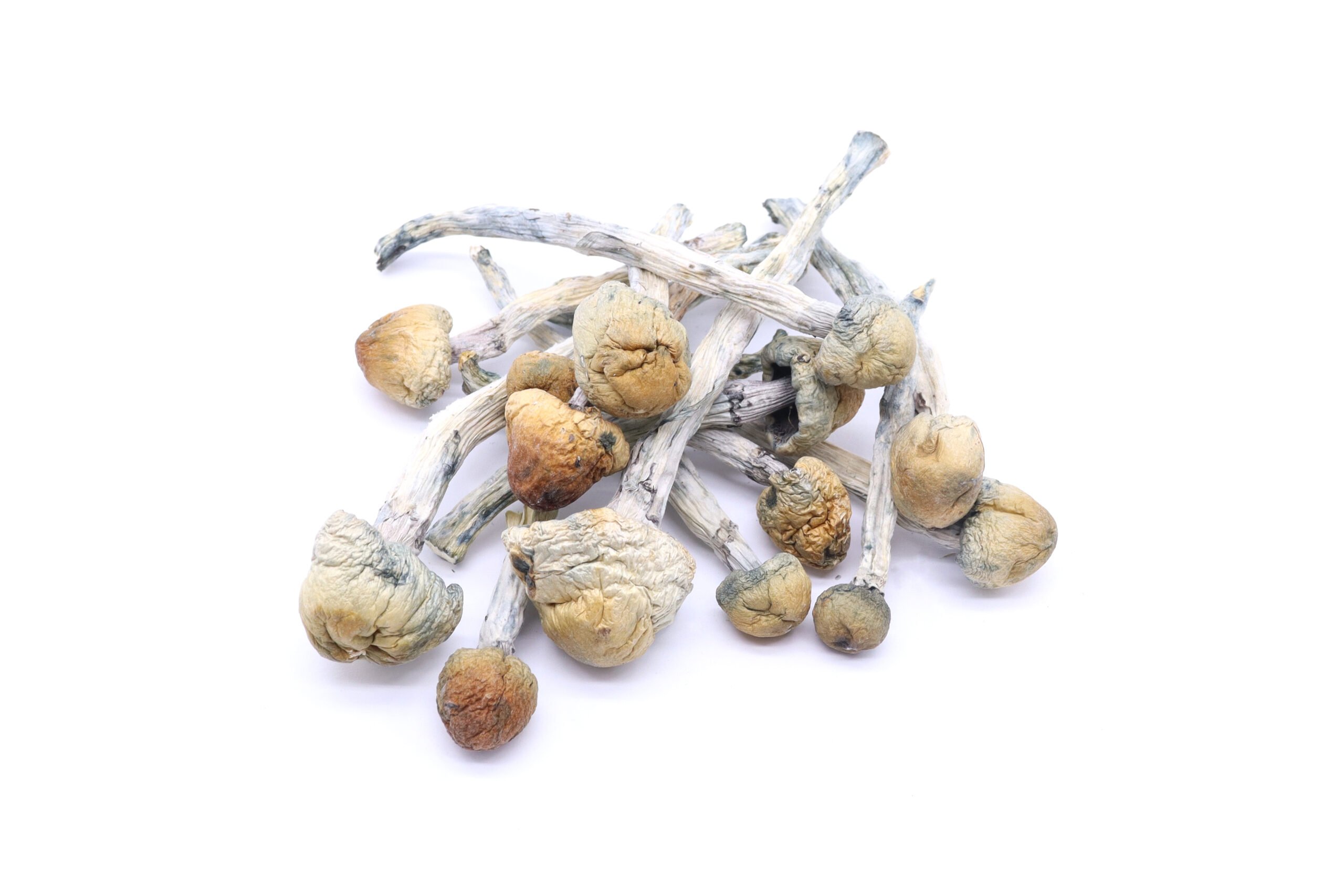 Blue Meanies Strain Mushrooms
