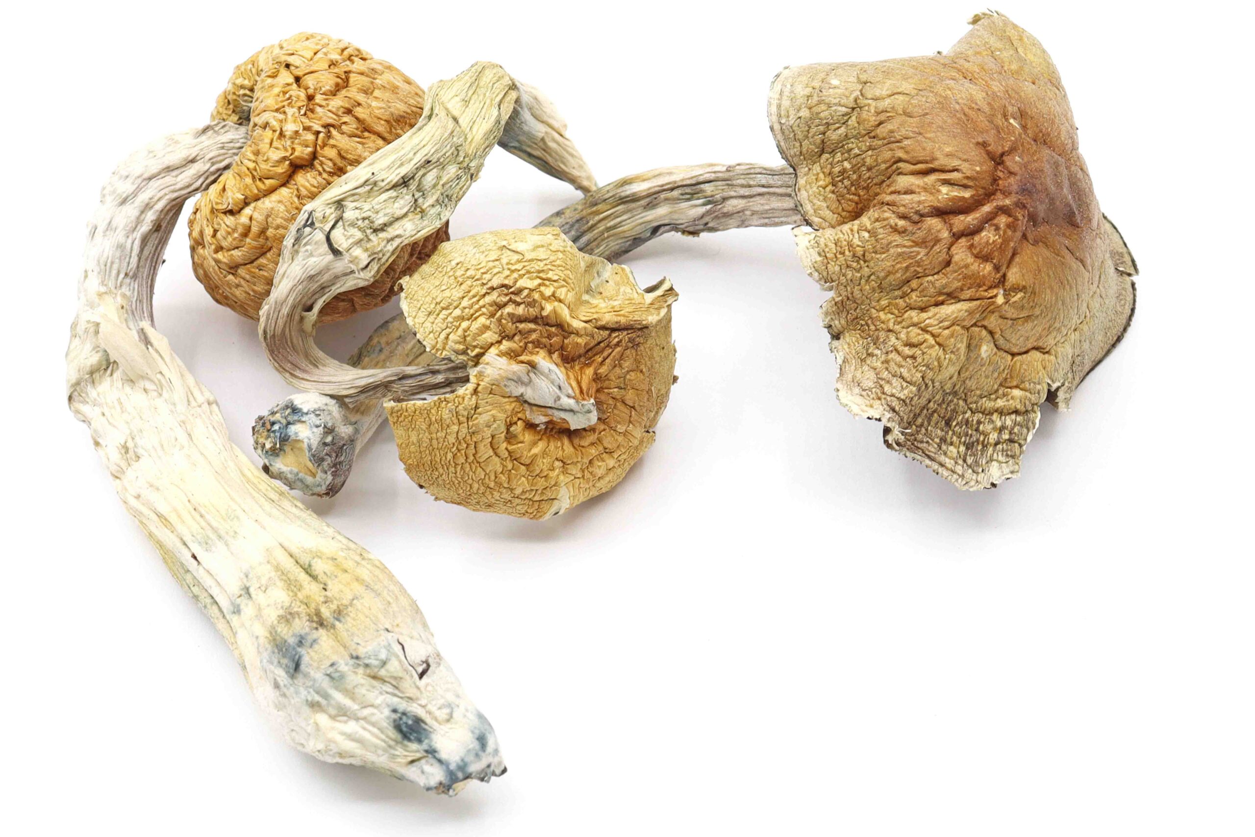 Blue Meanies Strain Mushrooms