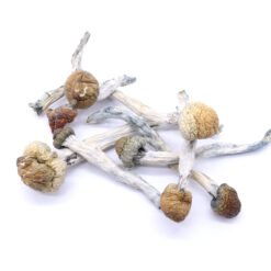 Blue Meanies Strain Mushrooms