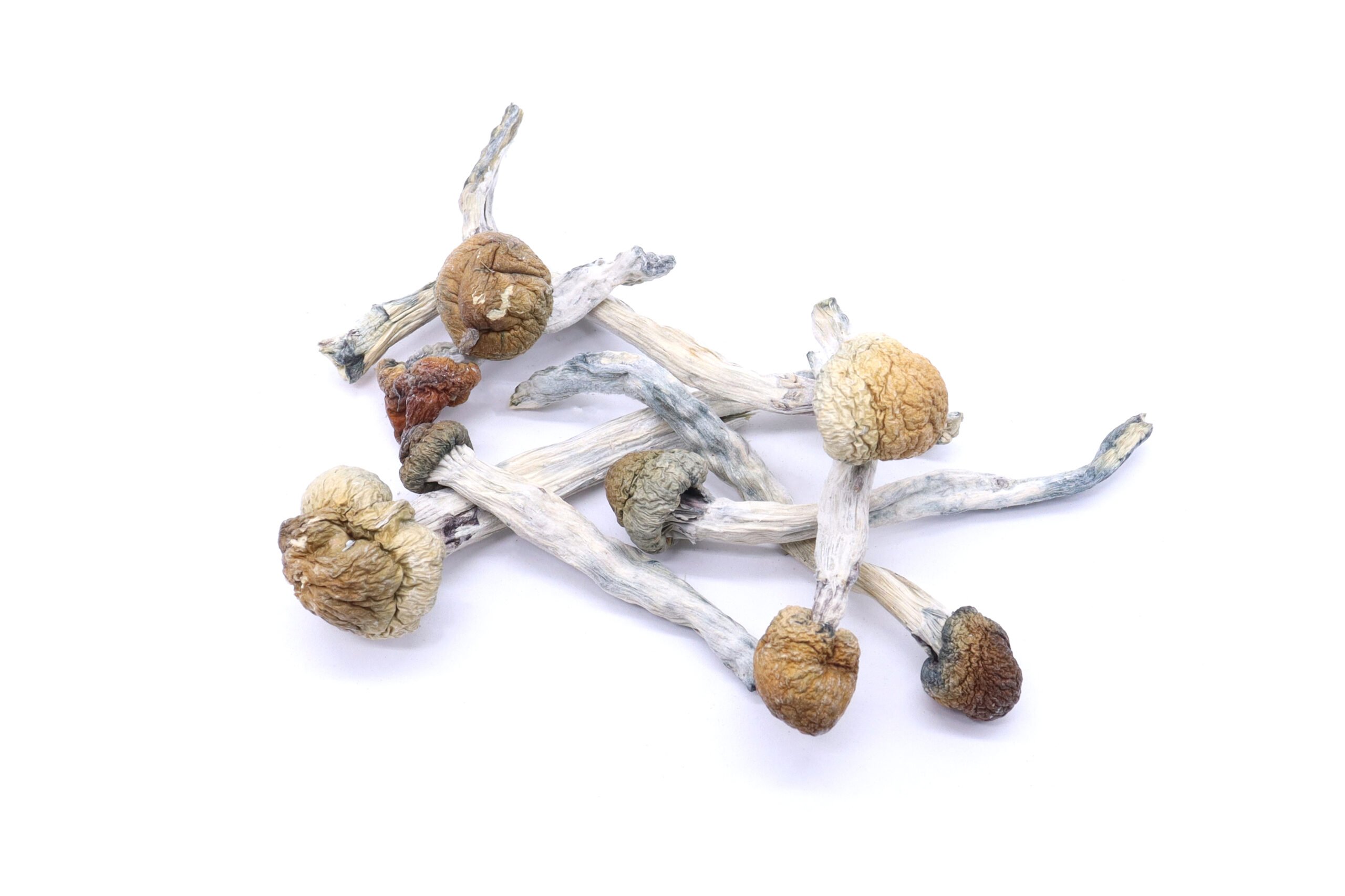 Blue Meanies Strain Mushrooms