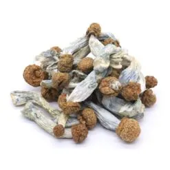 Blue Meanies Mushrooms