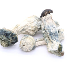Blue Meanies Strain Mushrooms