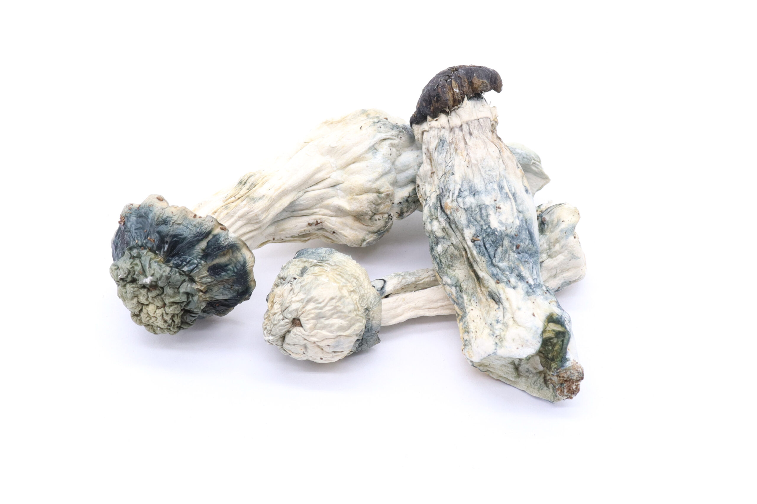 Blue Meanies Strain Mushrooms