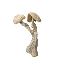 White Albino Avery Mushrooms White Albino Avery Mushrooms