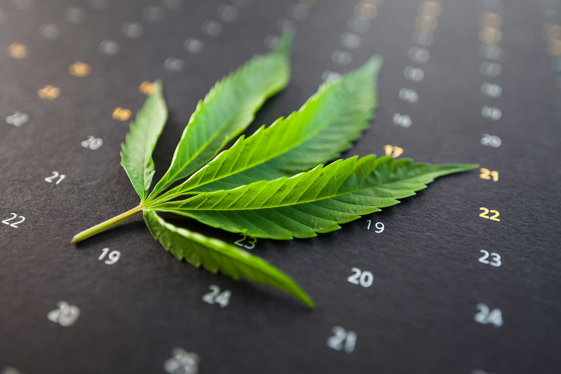 Does Weed Expire When To Trash Your Stash does-weed-expire-when-to-trash-your-stash