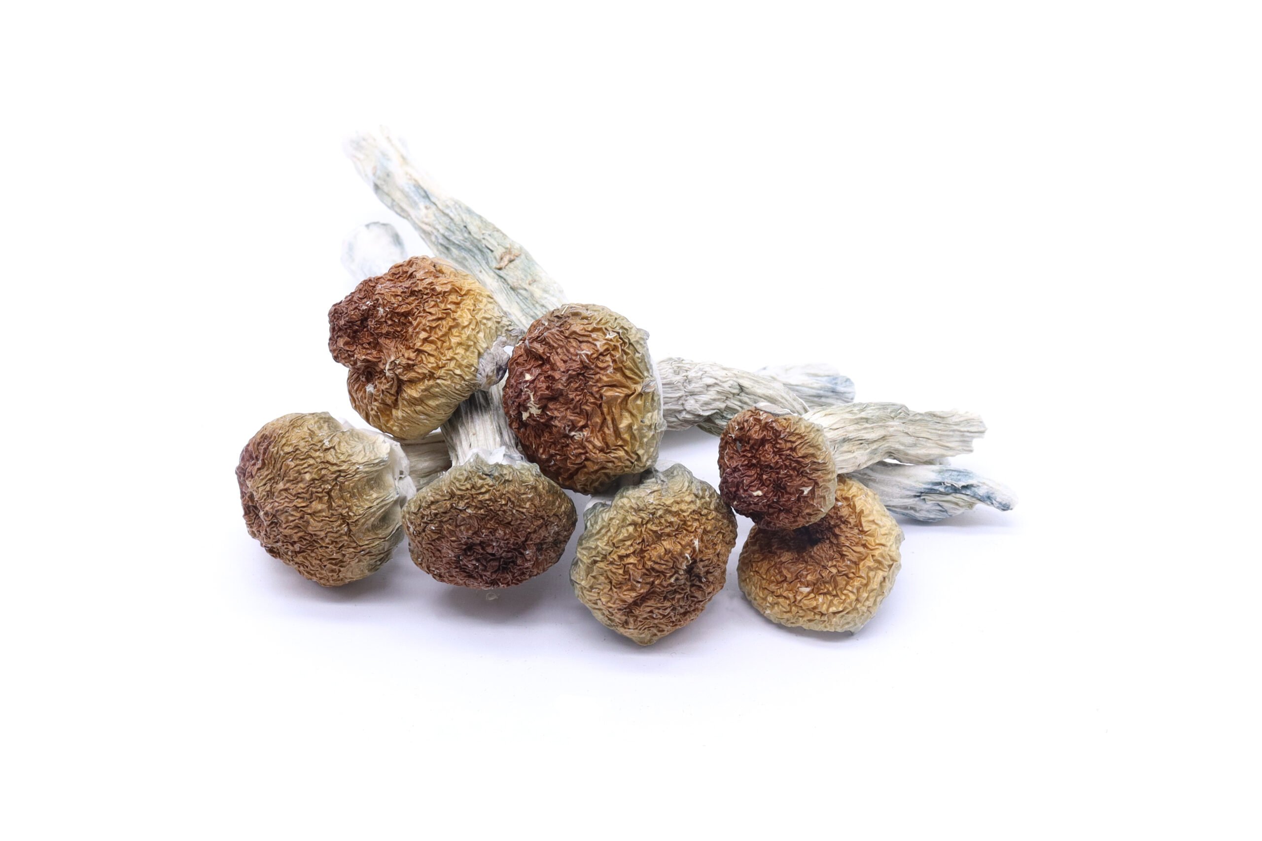 Penis Envy Mushrooms