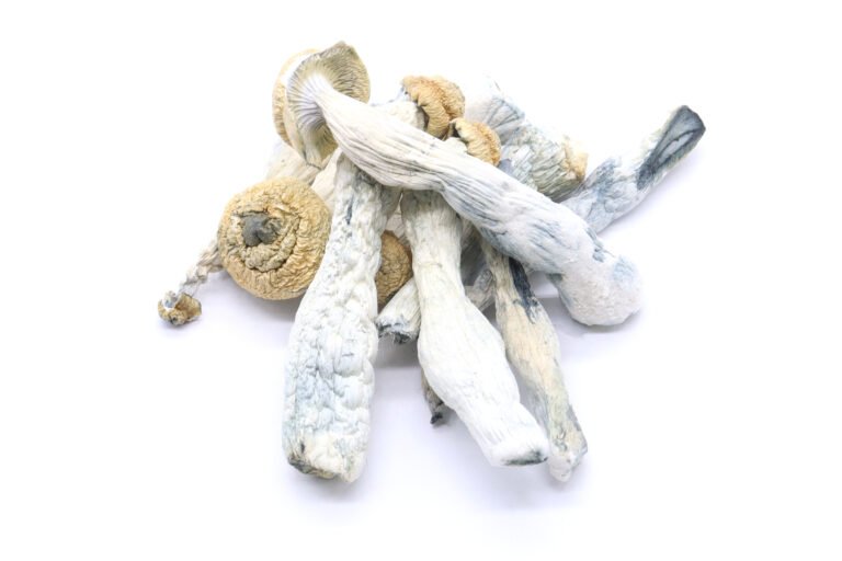 Penis Envy Mushrooms Penis Envy Mushrooms