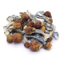 Penis Envy Mushrooms