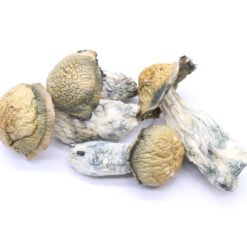 Penis Envy Mushrooms