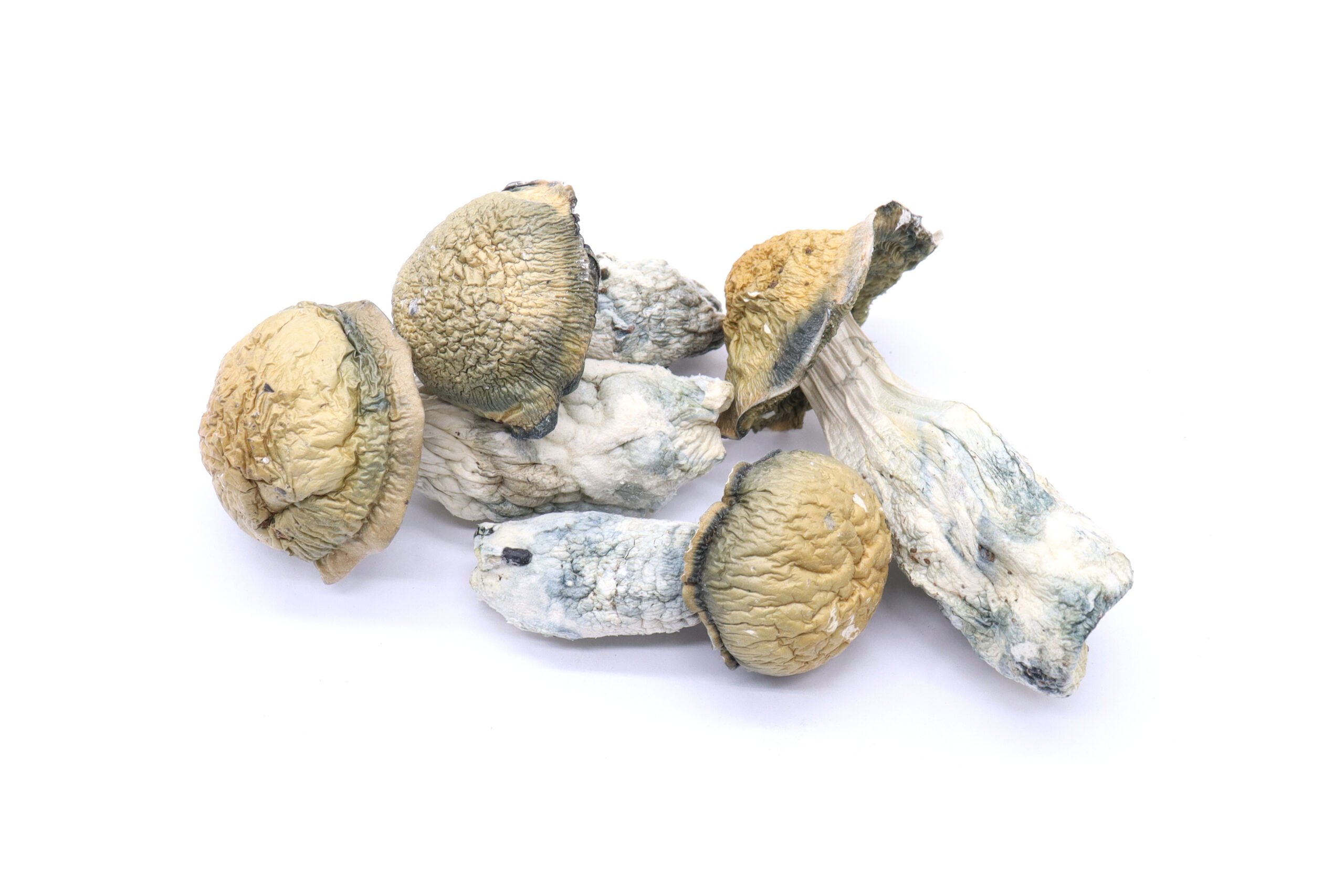 Penis Envy Mushrooms