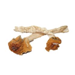 African Transkei Strain Mushrooms African Transkei Strain Mushrooms