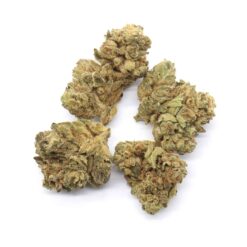 Lemon Cookies Strain - Hybrid Small Buds Lemon Cookies Strain - Hybrid Small Buds