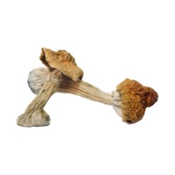 Tri-Colour Ecuadorian Strain Mushrooms Tri-Colour Ecuadorian Strain Mushrooms