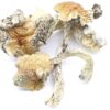 Malabar Coast Strain Mushrooms