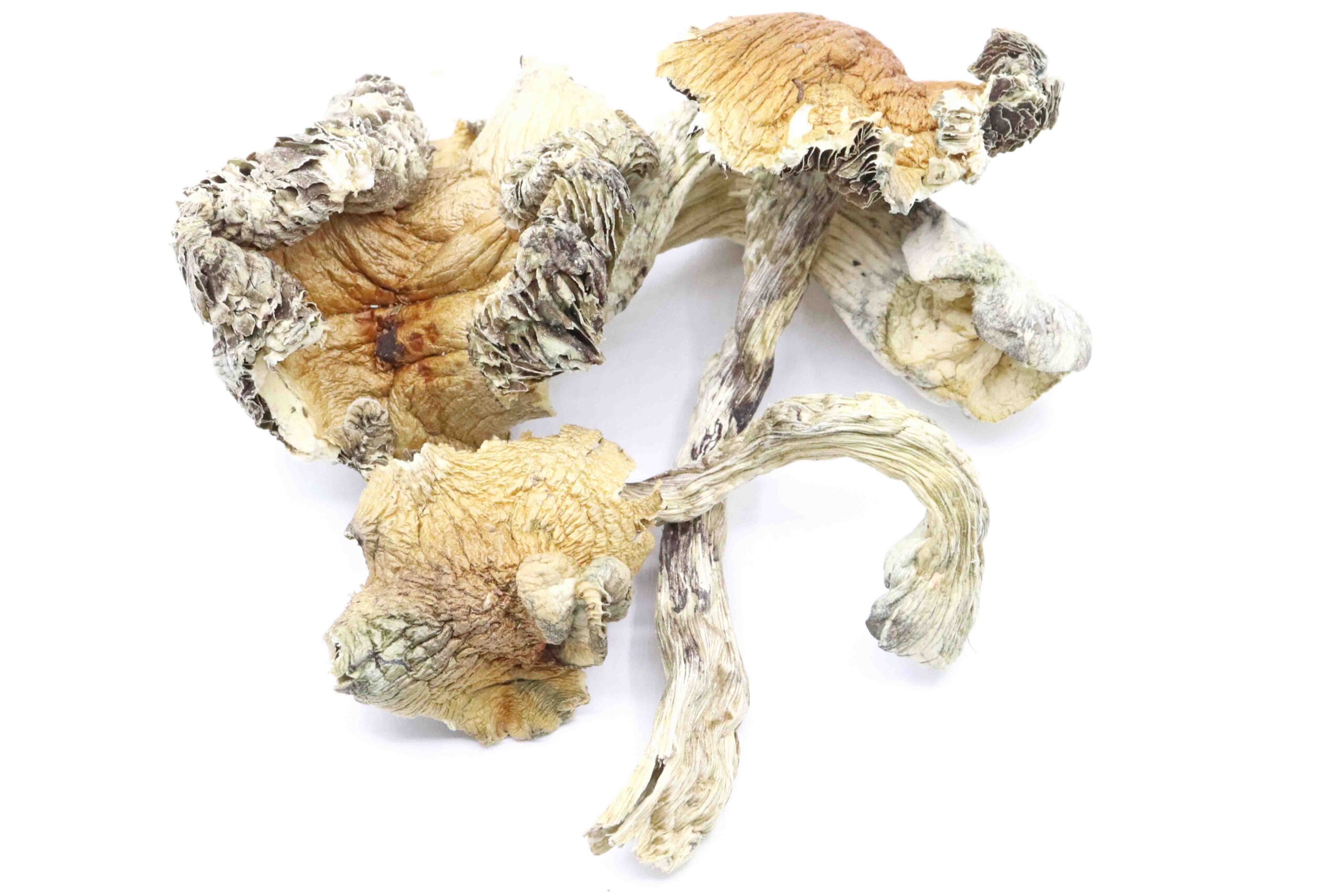 Malabar Coast Strain Mushrooms