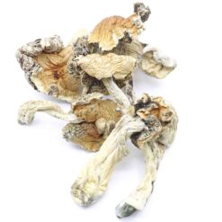 Malabar Coast Strain Mushrooms Malabar Coast Strain Mushrooms
