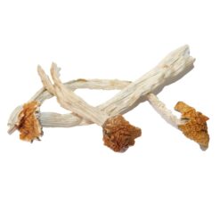 Mazatapec Strain Mushrooms Mazatapec Strain Mushrooms