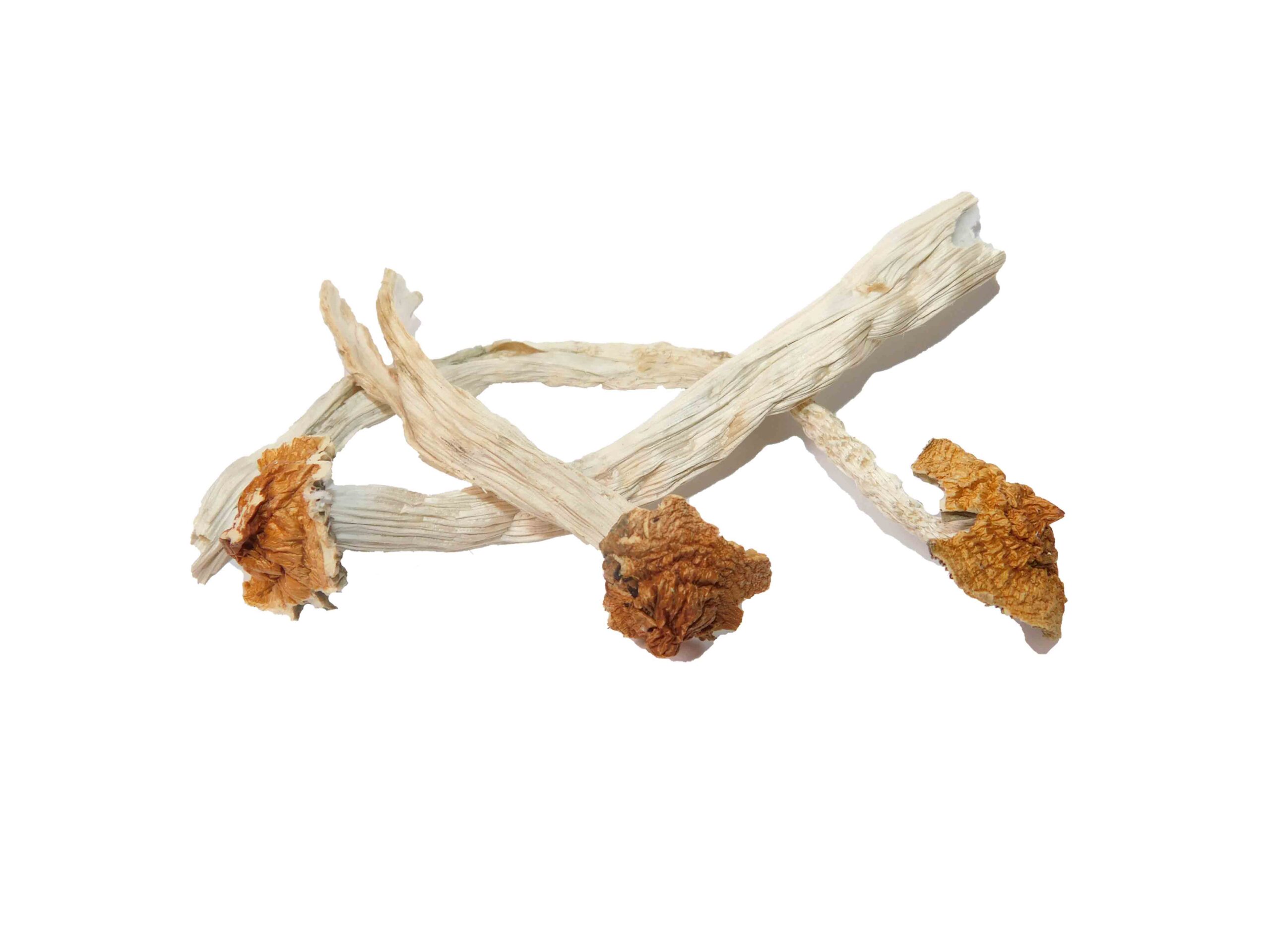 Mazatapec Strain Mushrooms