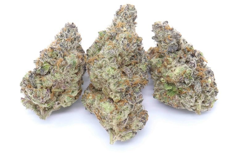 Animal Sherbert