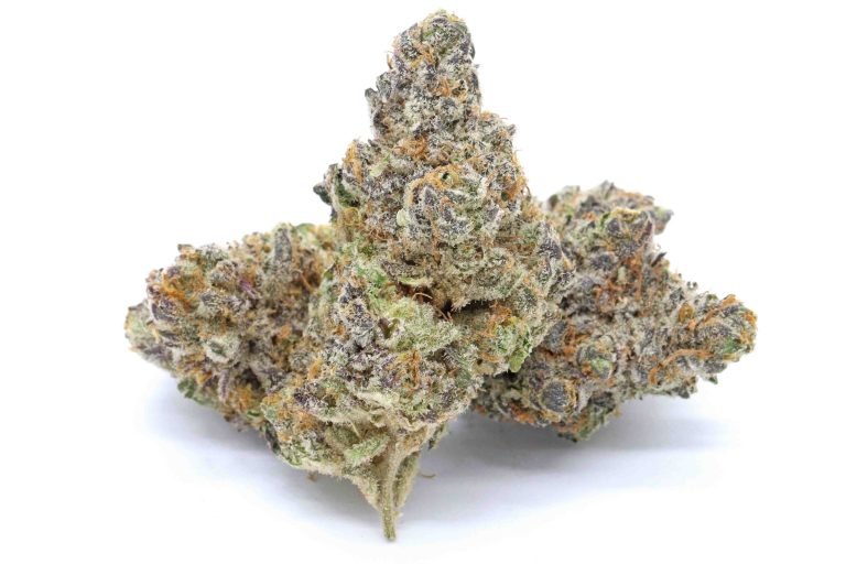 Animal Sherbert