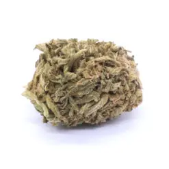 Golden Kush Strain Flower - Hybrid