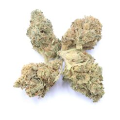 Ice Dream Strain Small Buds - Indica Dominant Hybrid Ice Dream Strain Small Buds - Indica Dominant Hybrid